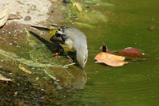 Bergstelze am Flamingoteich Opel Zoo Kronberg 2018