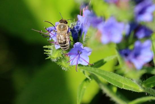 Biene Wildpark Alte Fasanerie Klein Auheim 2019