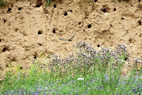 Bienenfresser Brutwand Sandgrube Gaul Ingelheim 2016