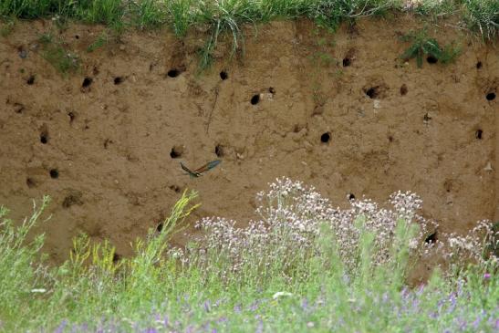 Bienenfresser Brutwand Sandgrube Gaul Ingelheim 2016