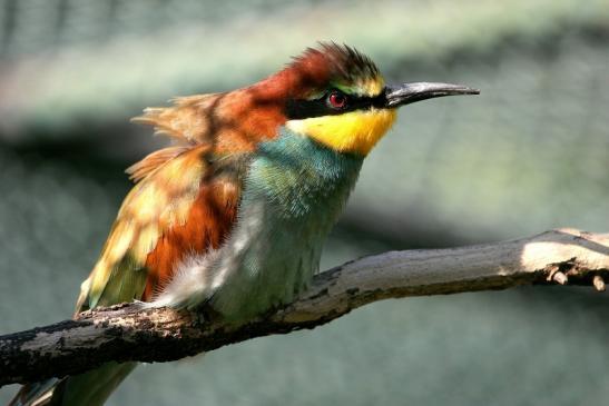 Bienenfresser Zoo Frankfurt am Main 2012 VB