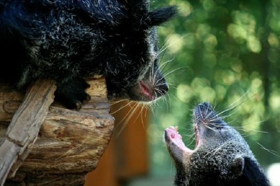 Binturong Zoo Vivarium Darmstadt 2011 - 2012