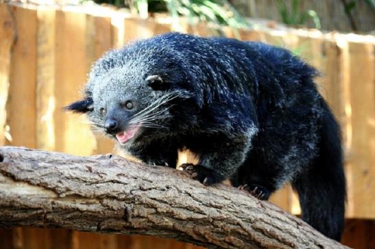 Binturong Zoo Vivarium Darmstadt 2011 - 2012