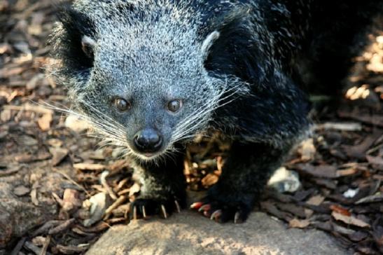 Binturong Zoo Vivarium Darmstadt 2011 - 2012