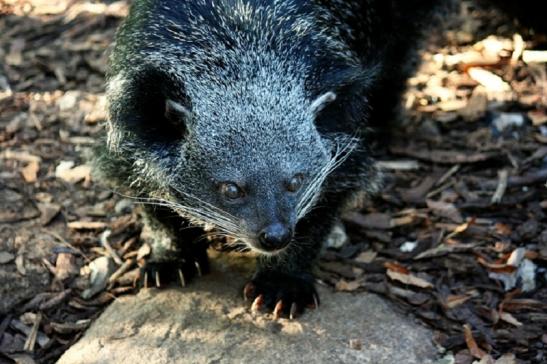 Binturong Zoo Vivarium Darmstadt 2011 - 2012