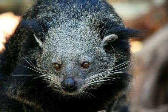 Binturong Zoo Vivarium Darmstadt 2011 - 2012