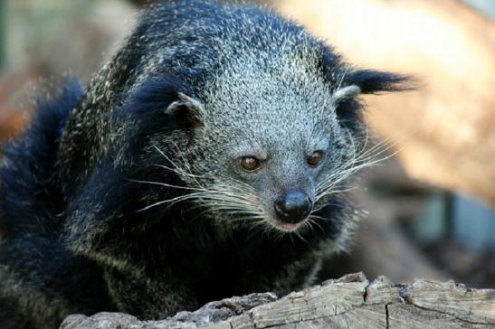 Binturong Zoo Vivarium Darmstadt 2011 - 2012