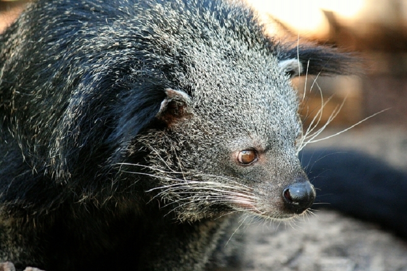 Binturong Zoo Vivarium Darmstadt 2011 - 2012
