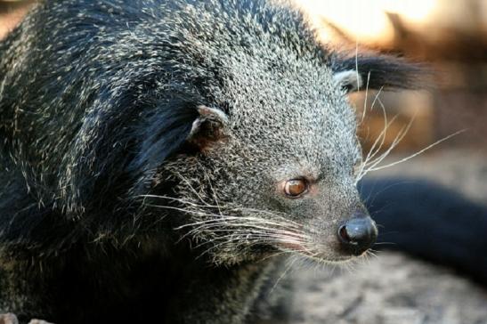 Binturong Zoo Vivarium Darmstadt 2011 - 2012