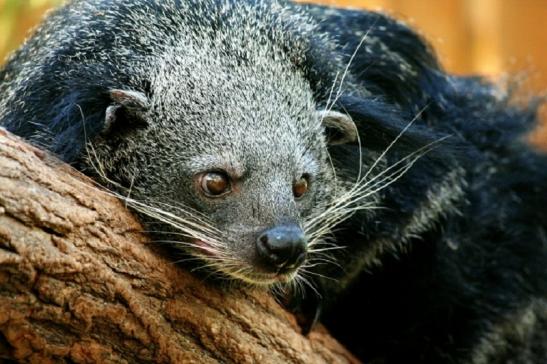 Binturong Zoo Vivarium Darmstadt 2011 - 2012