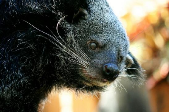 Binturong Zoo Vivarium Darmstadt 2011 - 2012