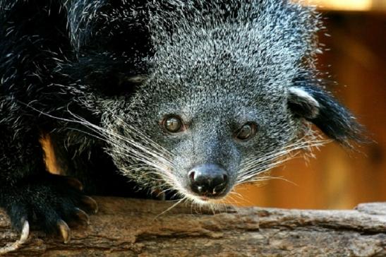 Binturong Zoo Vivarium Darmstadt 2011 - 2012