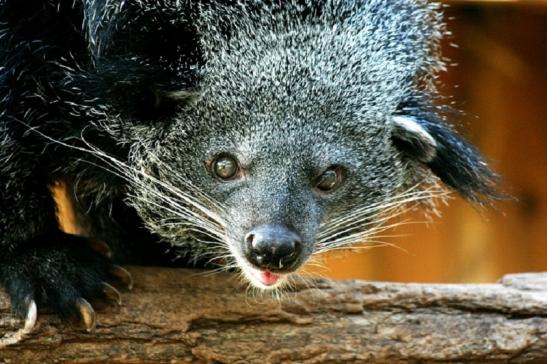 Binturong Zoo Vivarium Darmstadt 2011 - 2012