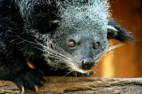 Binturong Zoo Vivarium Darmstadt 2011 - 2012