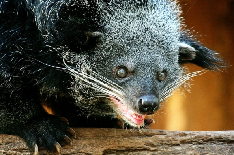 Binturong Zoo Vivarium Darmstadt 2011 - 2012