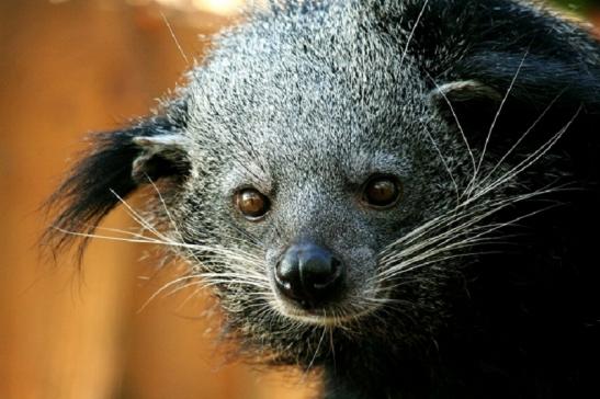 Binturong Zoo Vivarium Darmstadt 2011 - 2012