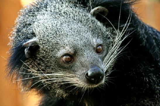 Binturong Zoo Vivarium Darmstadt 2011 - 2012