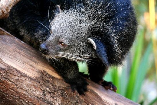 Binturong Zoo Vivarium Darmstadt 2011 - 2012