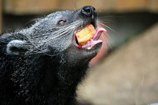 Binturong Zoo Vivarium Darmstadt 2013