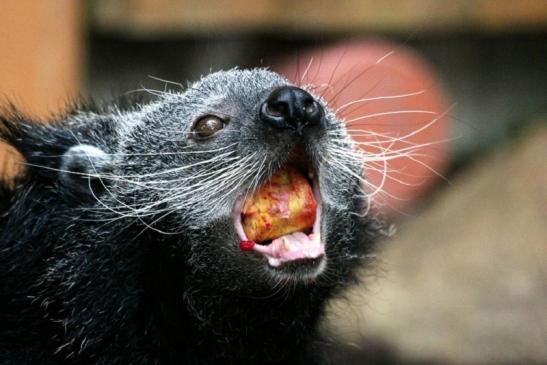 Binturong Zoo Vivarium Darmstadt 2013