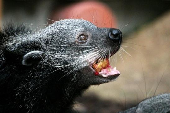 Binturong Zoo Vivarium Darmstadt 2013