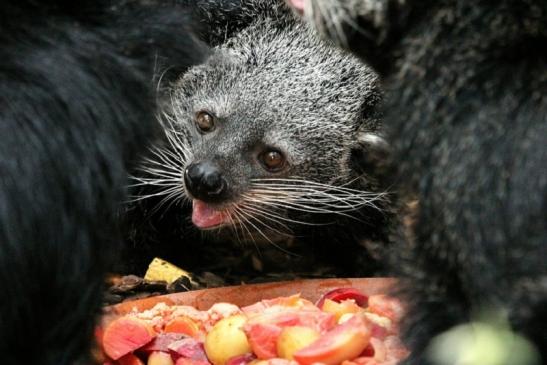 Binturong Zoo Vivarium Darmstadt 2013