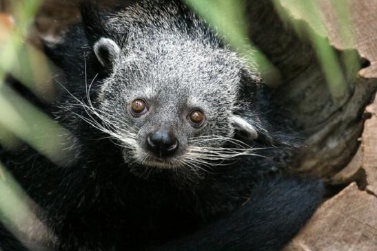 Binturong Zoo Vivarium Darmstadt 2013