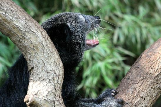 Binturong Zoo Vivarium Darmstadt 2013