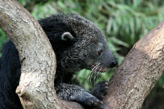 Binturong Zoo Vivarium Darmstadt 2013