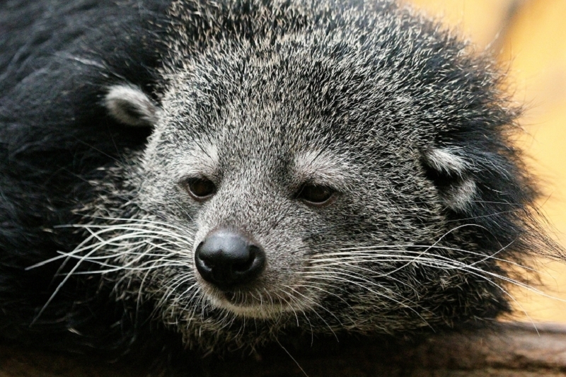 Binturong Zoo Vivarium Darmstadt 2013
