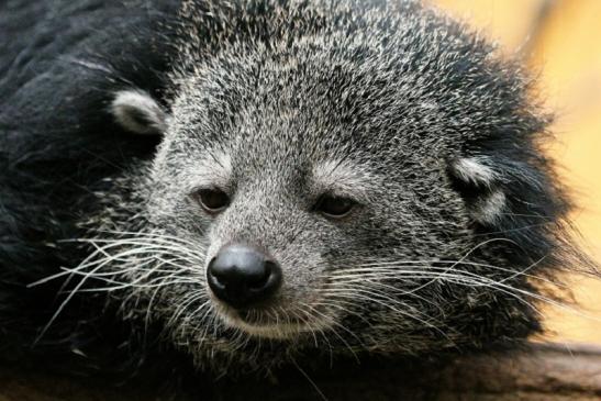 Binturong Zoo Vivarium Darmstadt 2013