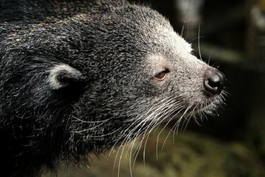 Binturong Zoo Vivarium Darmstadt 2013