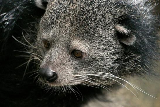 Binturong Zoo Vivarium Darmstadt 2013