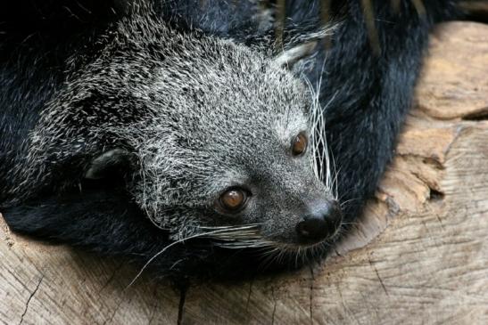 Binturong Zoo Vivarium Darmstadt 2013