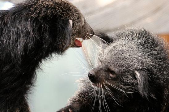 Binturong Zoo Vivarium Darmstadt 2013