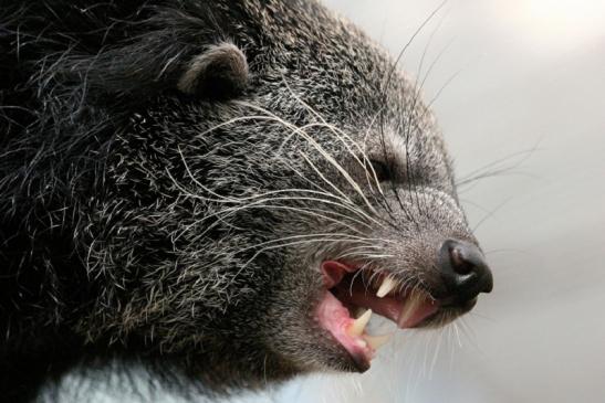 Binturong Zoo Vivarium Darmstadt 2013