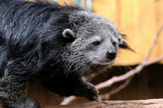 Binturong Zoo Vivarium Darmstadt 2013