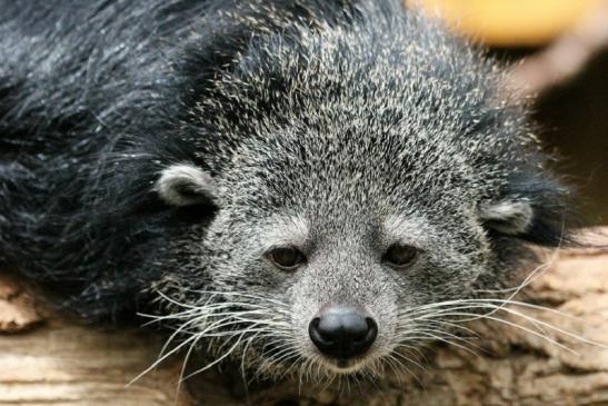 Binturong Zoo Vivarium Darmstadt 2013