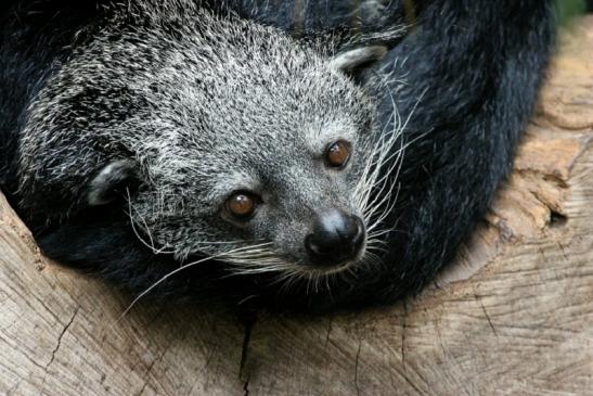 Binturong Zoo Vivarium Darmstadt 2013