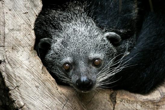 Binturong Zoo Vivarium Darmstadt 2013