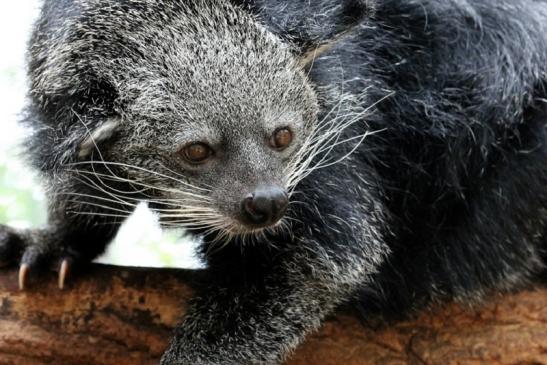 Binturong Zoo Vivarium Darmstadt 2013