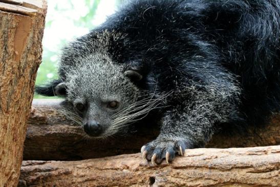 Binturong Zoo Vivarium Darmstadt 2013