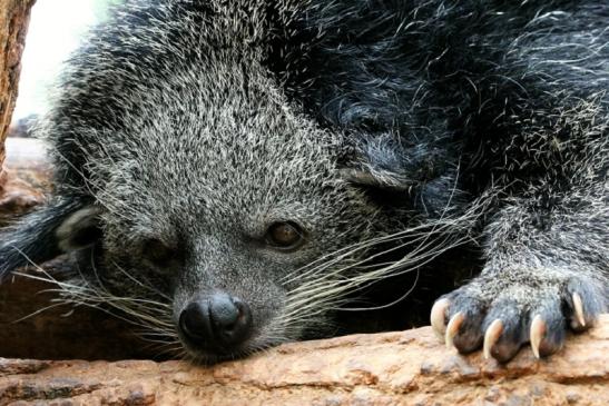 Binturong Zoo Vivarium Darmstadt 2013