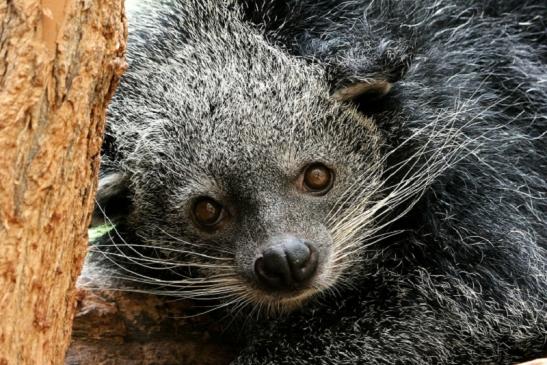 Binturong Zoo Vivarium Darmstadt 2013