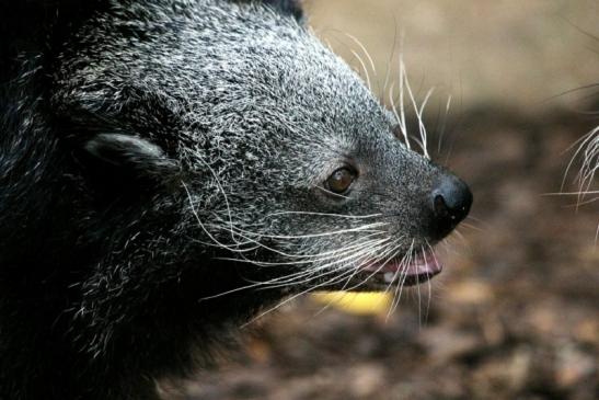 Binturong Zoo Vivarium Darmstadt 2013