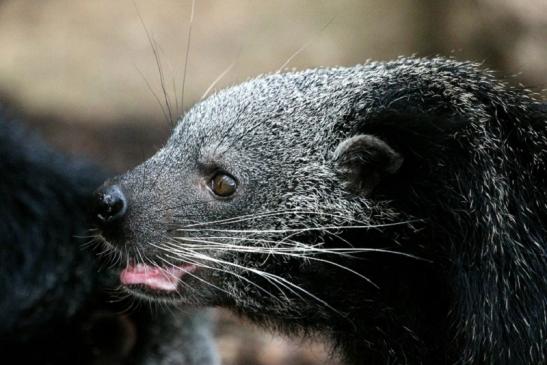 Binturong Zoo Vivarium Darmstadt 2013