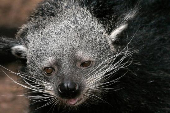 Binturong Zoo Vivarium Darmstadt 2013