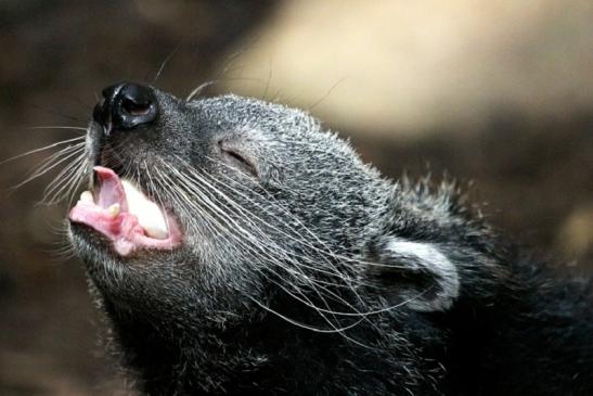 Binturong Zoo Vivarium Darmstadt 2013