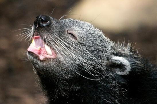 Binturong Zoo Vivarium Darmstadt 2013