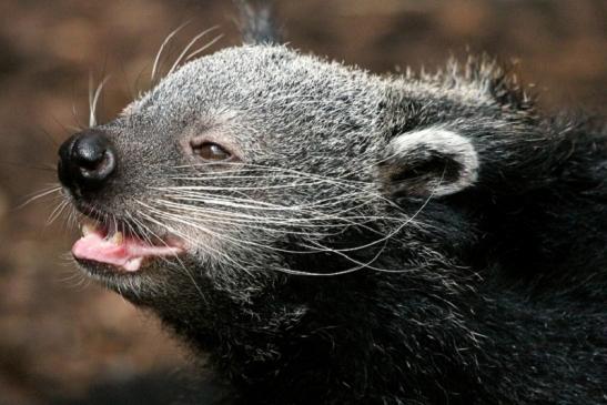 Binturong Zoo Vivarium Darmstadt 2013